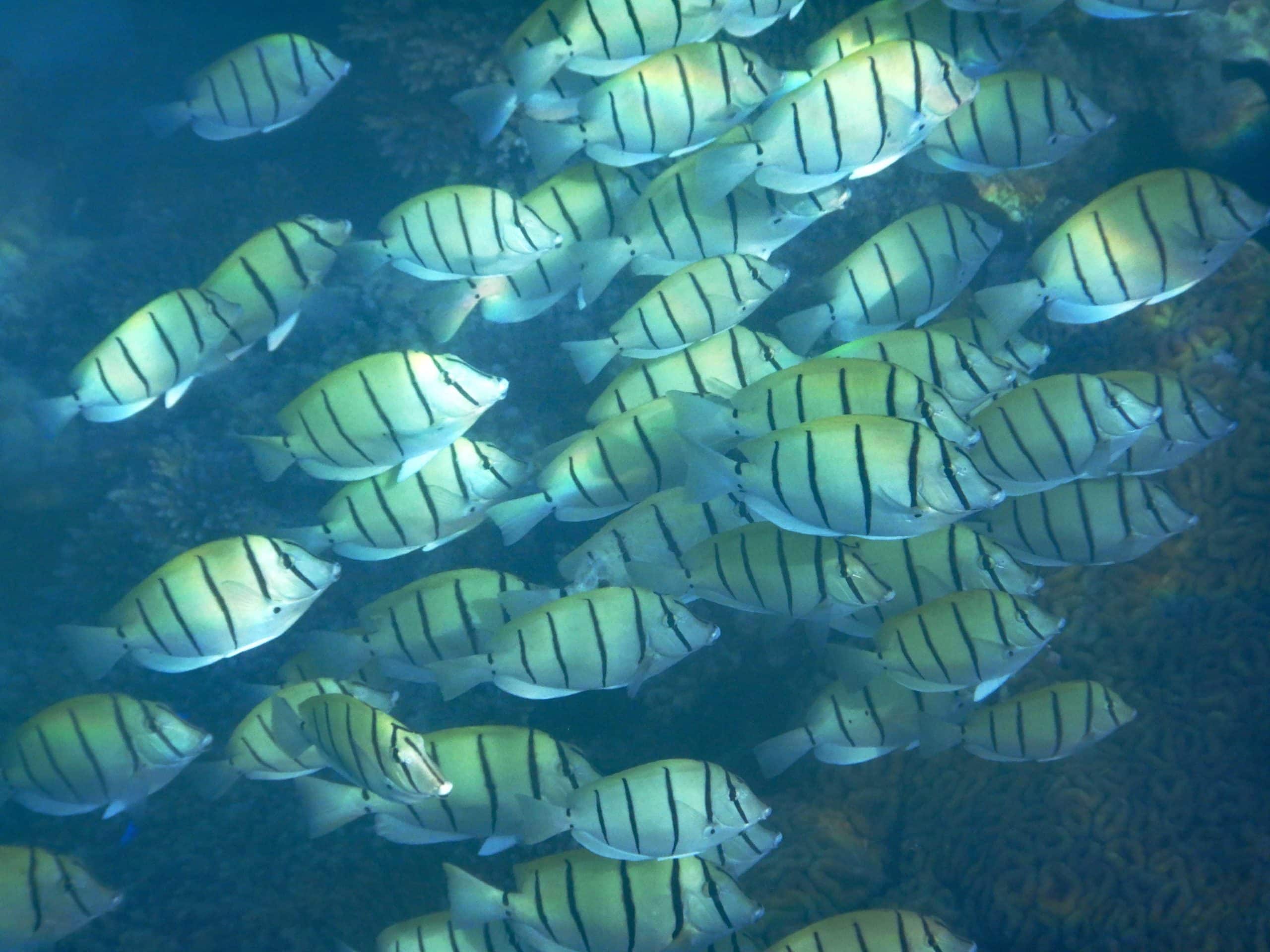 2025-Seychellen-Fischschwarm