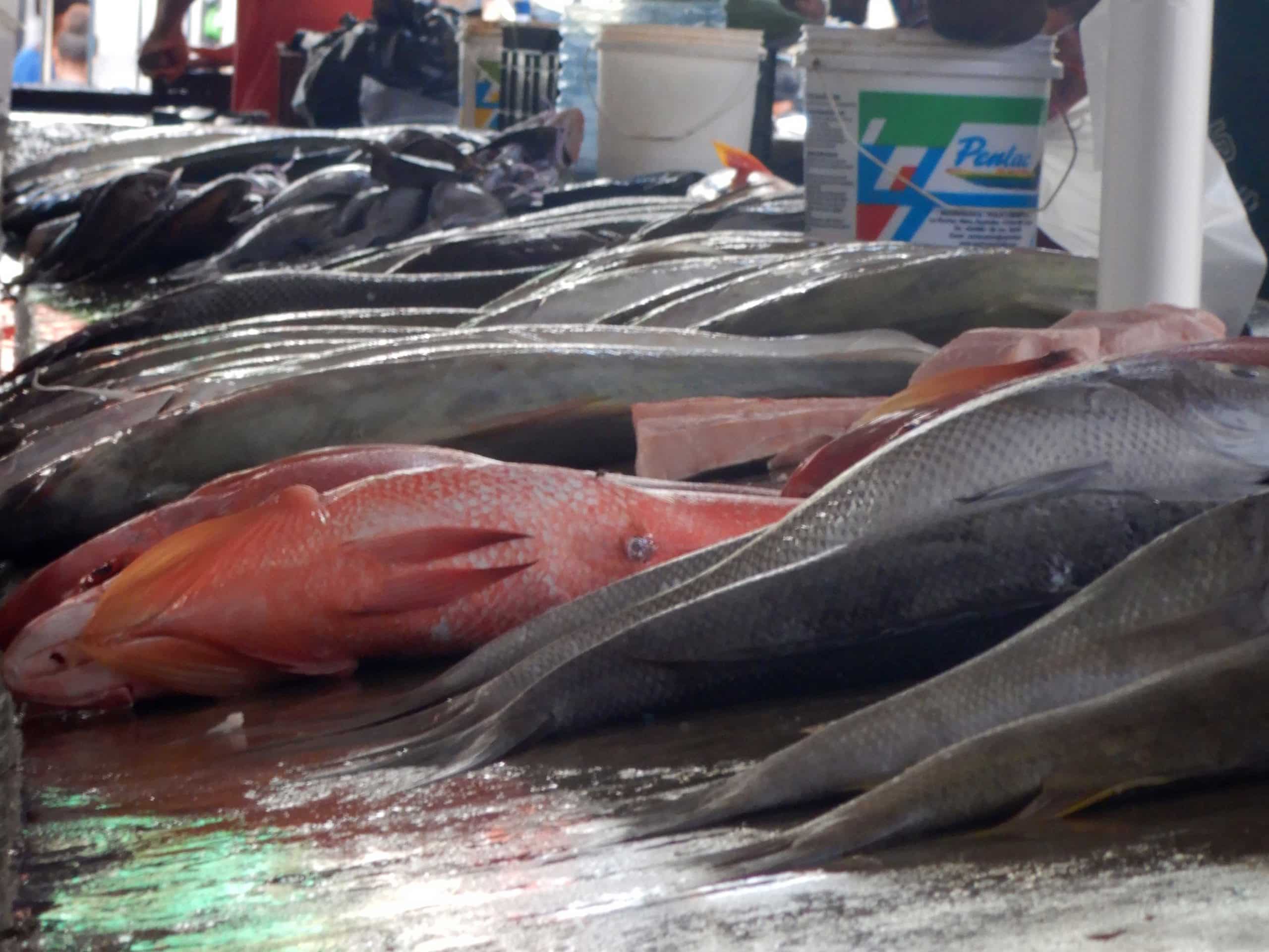 2025-Seychellen-Mahe-SirSelwynSelwinMarkt-Fischstand