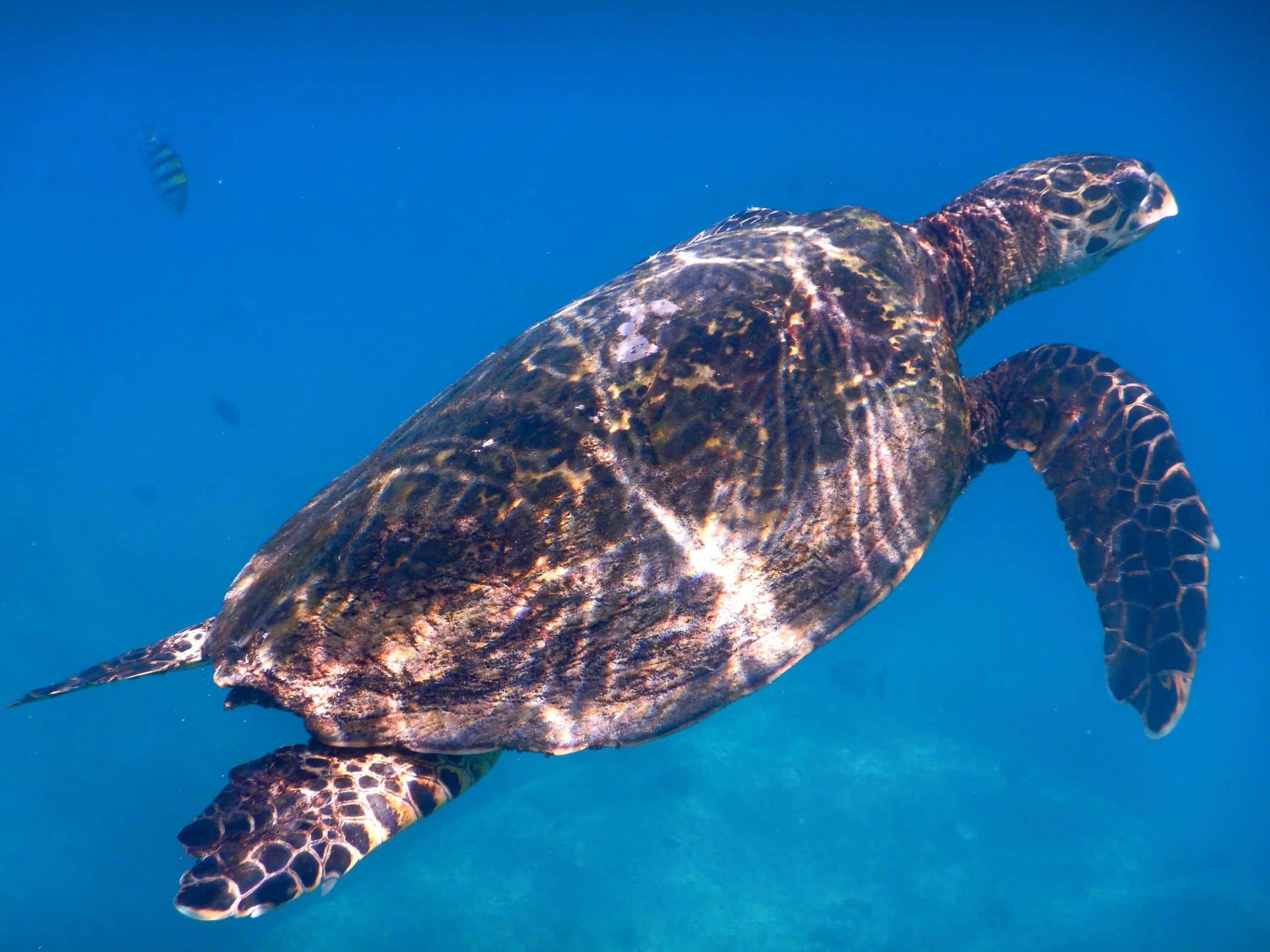 2025-Seychellen-Turtle