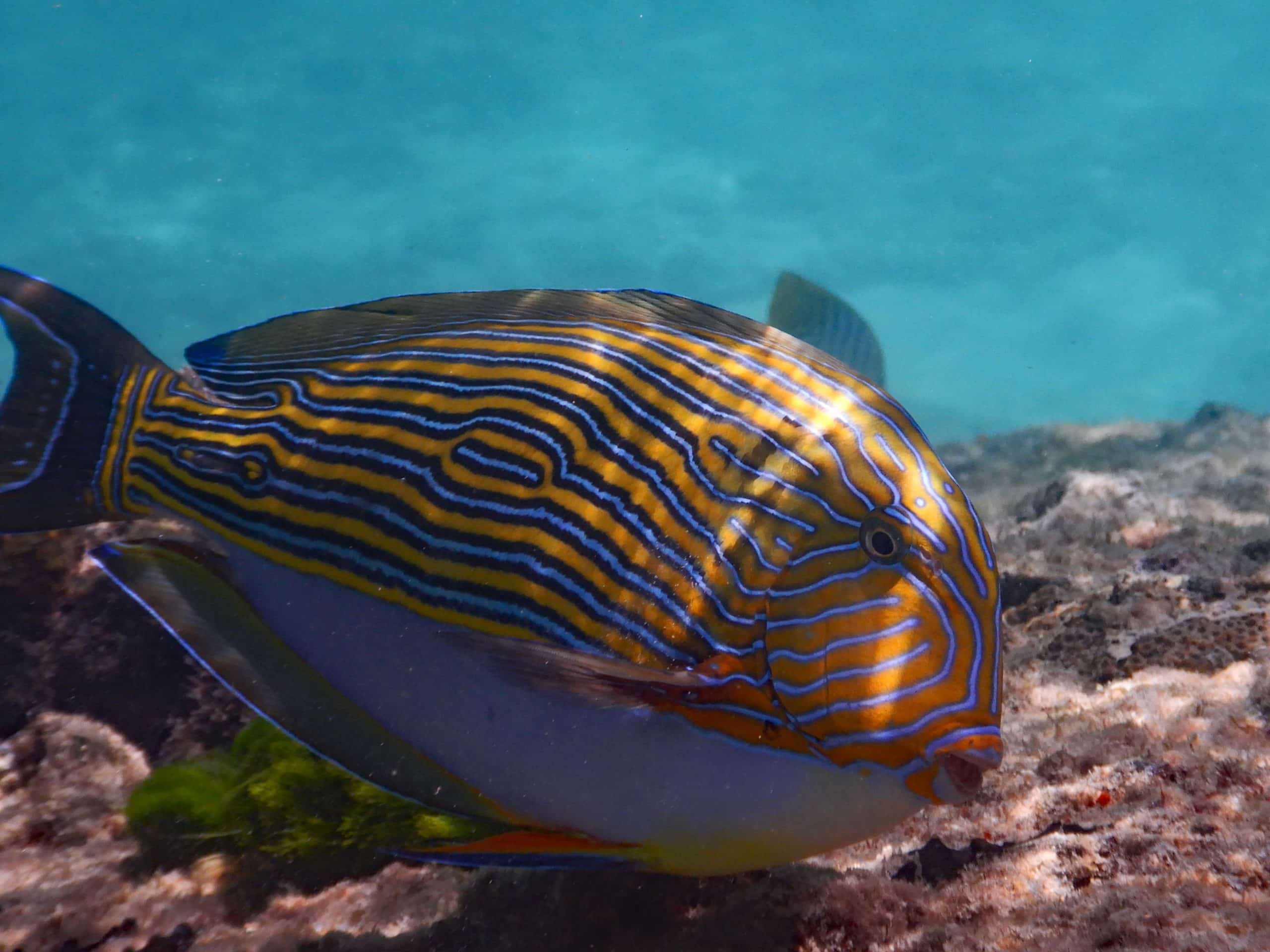 2025-Seychellen-bunterFisch
