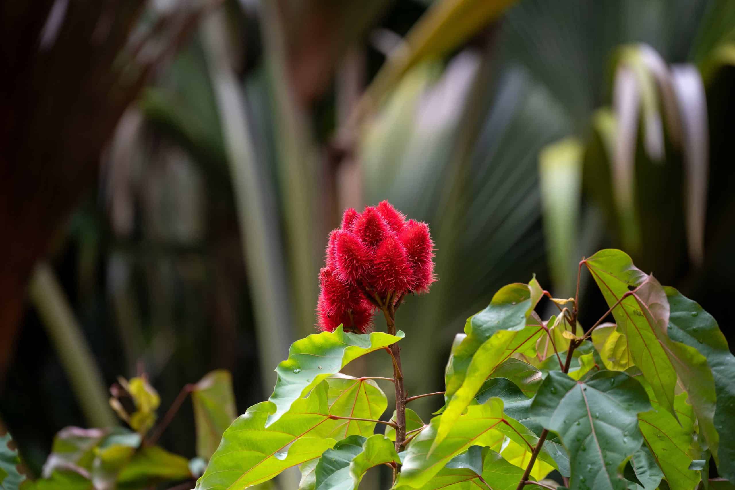 2025-Seychellen-cc-M.Glasmacher-Flowerpower
