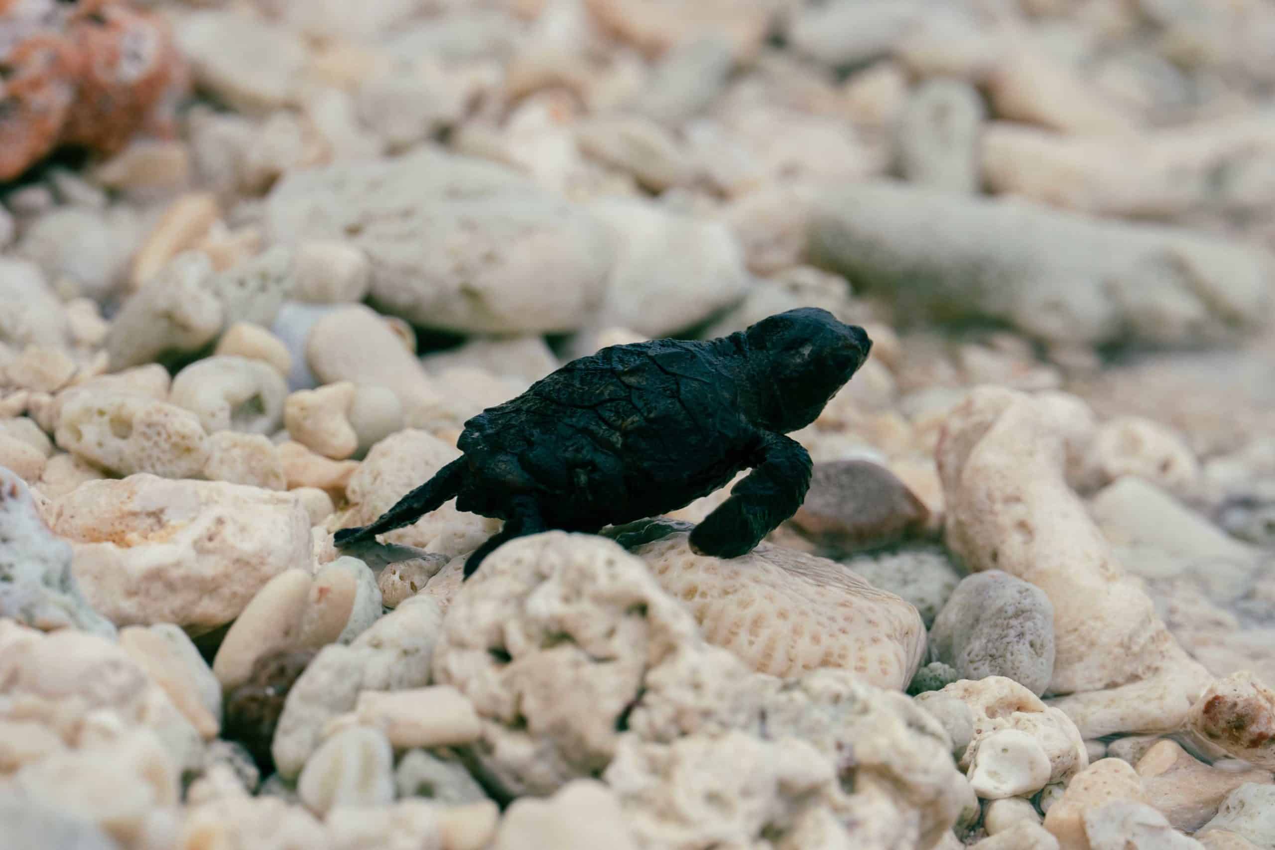 2025-Seychellen-cc-M.Glasmacher-Schildkroete-geschluepft