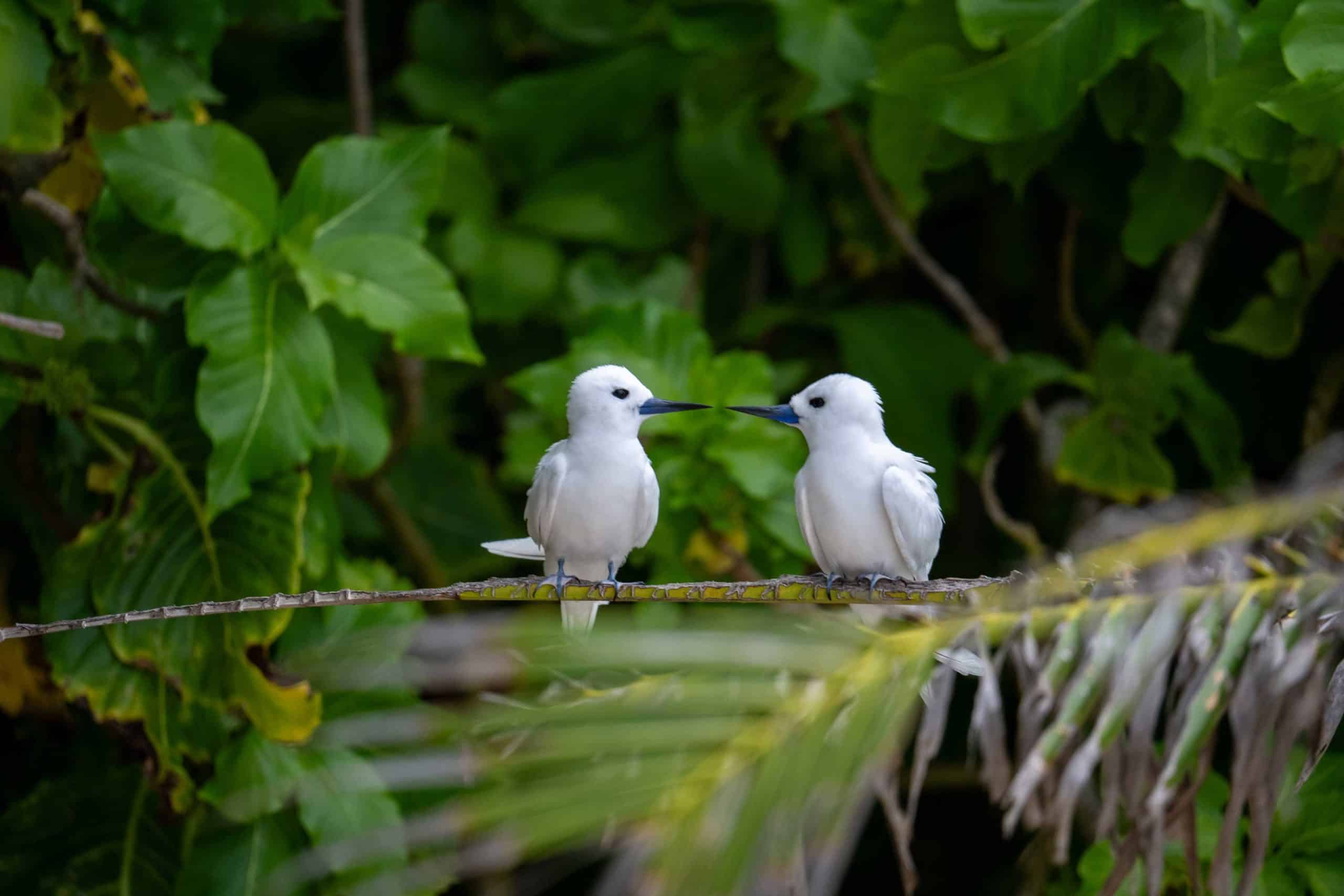 2025-Seychellen-cc-M.Glasmacher-whiteBirds