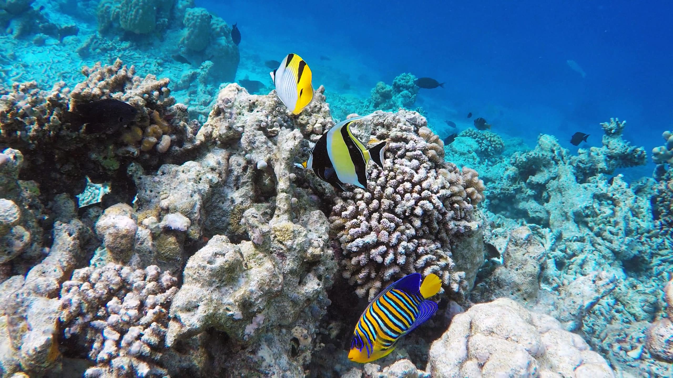 DYC-Maldives-Dream60-fishes16